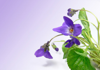 Obraz na płótnie Canvas violet flower spring