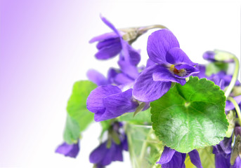 violet flower spring 2