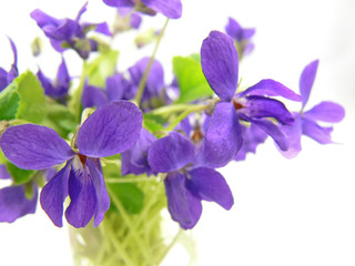 violet flower spring 4