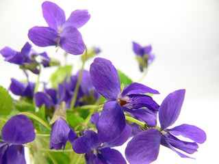 violet flower spring