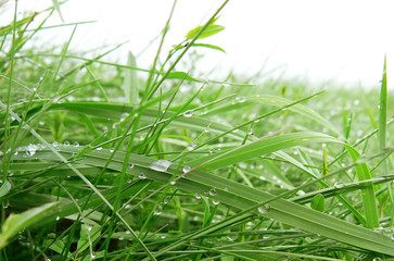 grass  spring