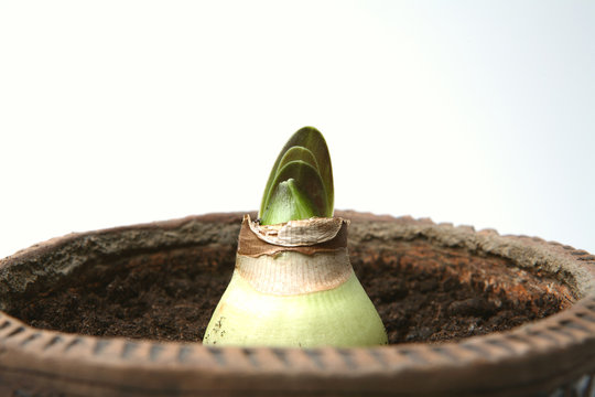 Fototapeta sprout of the bulb to white lily, flowerses