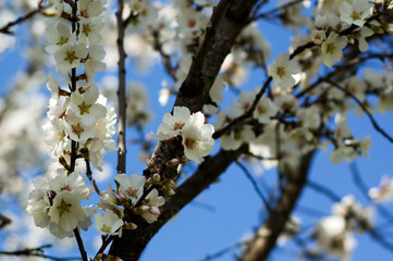 almond tree flowers