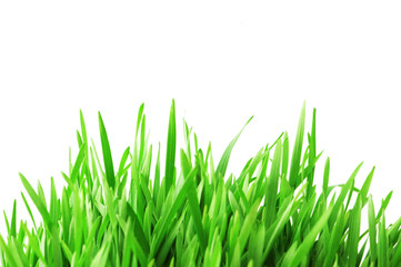 green grass isolated on the white background