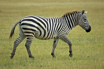 Fototapeta na wymiar single african zebra