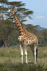 Naklejka na ściany i meble single african giraffe