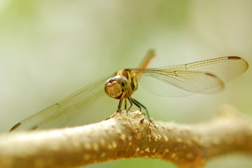 dragonfly on a tree