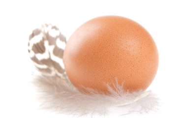 egg, feather