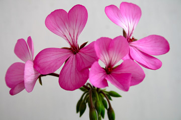 detail of pink geranium
