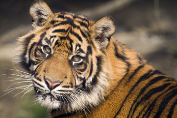 sumatran tiger