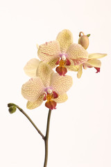 Naklejka na ściany i meble żółta orchidea