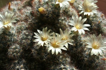Fototapeta na wymiar blooming cactus