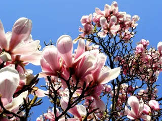 Fotobehang Magnolia magnolia