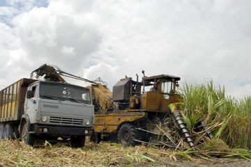 sugar cane harvest