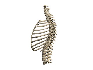 cage thoracique et colonne vertebrale