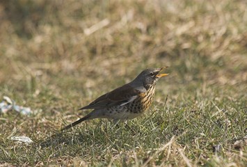thrush