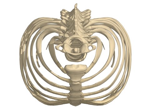 cage thoracique