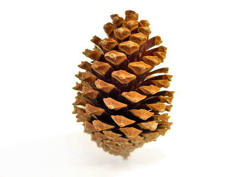 pinha sozinha
