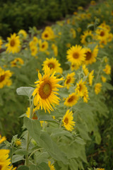 sunflower row