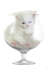 white kitten in a glass wine glass.