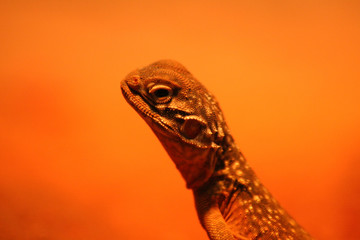 Close-up of a dragon