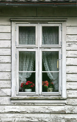 red flowers in window with lace curtains, weathered wood siding