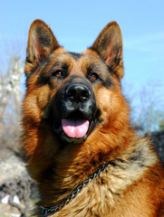 chien fidèle