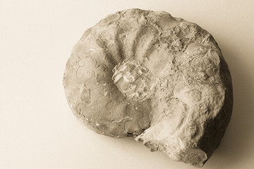 ammonite
