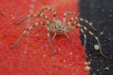 araignée sur un tapis rouge et noir