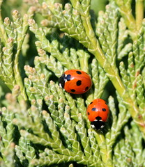 ladybugs