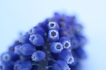 grape hyacinth