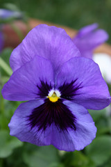 purple pansy