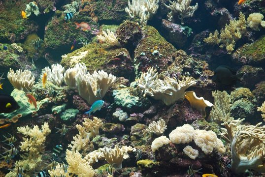 Fototapeta bright coral reef with plants and fish