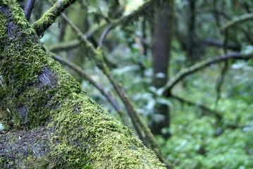 moss in el parque national de garajonay