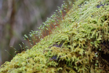 moss macro.