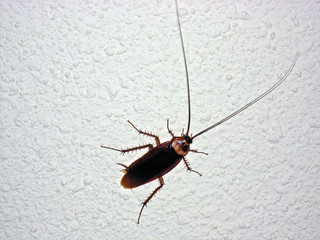 cockroach