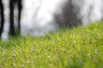 fresh grash zoomed with  telephoto lens