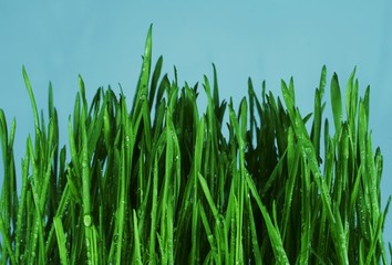 grass