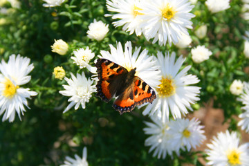 white chrysanthemas with butterflies