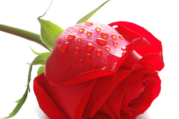 rose with water  drops isolated  on white