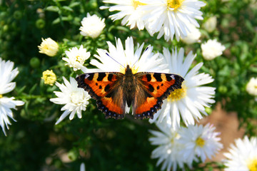 beautiful butterfly over the flower