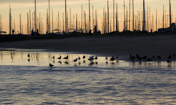 line of boats at the marina before sunset