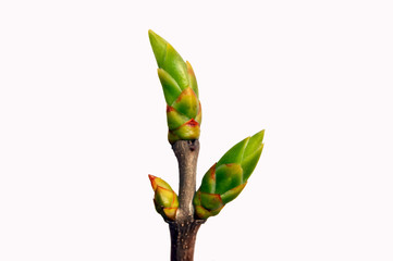 young green bud