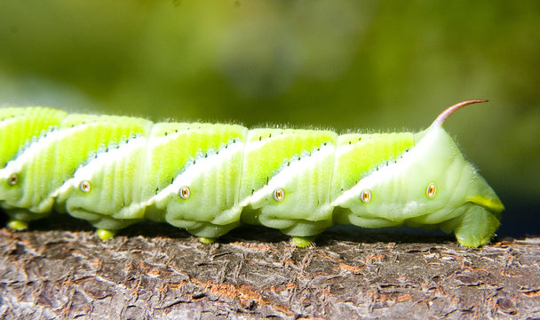 close up of the tail of caterpillar