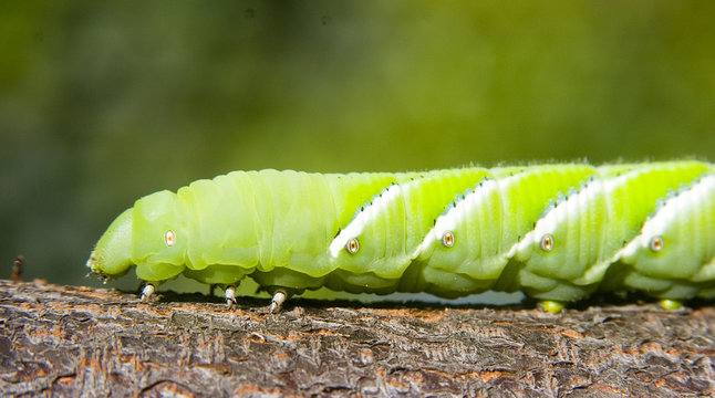 close up of the head of caterpillar