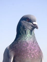 single pigeon