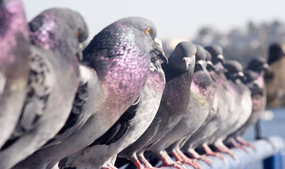 pigeons lined up
