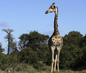 tall giraffe