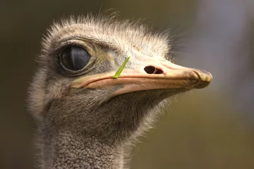 Crédence de cuisine en verre imprimé Autruche ostrich face
