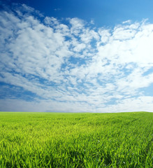 wheat field over beautiful blue sky 6